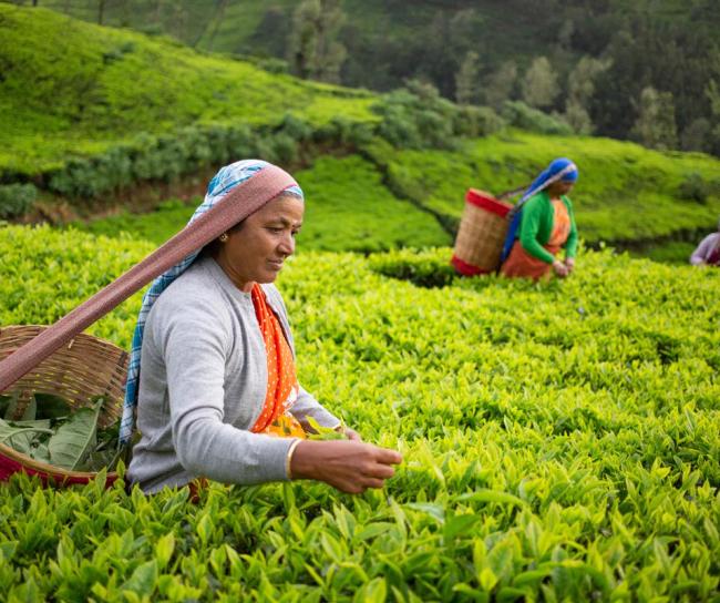 women harvesting tea leaves with basket