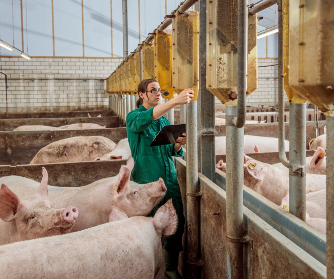 pigs and vet