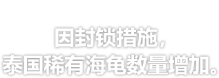 英国《卫报》报道 - 因封锁措施，泰国稀有海龟数量增加。