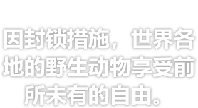 英国《BBC News》报道 - 因封锁措施，世界各地的野生动物享受前所未有的自由。